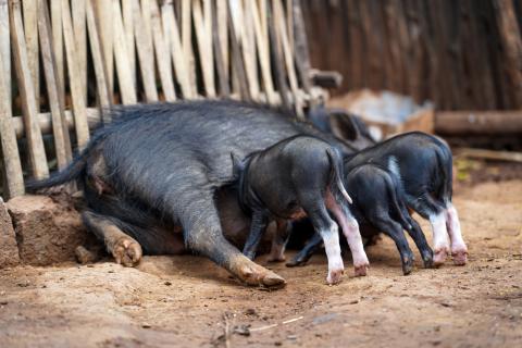 Pig Farming